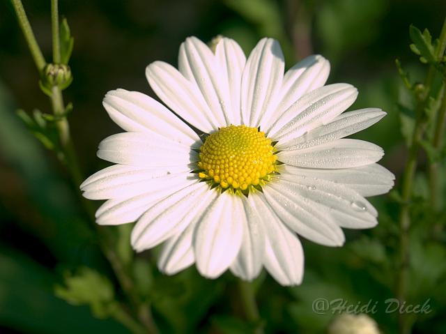 Leucanthemum Innocence.jpg - ASCII
